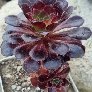 Aeonium Toffee Apple