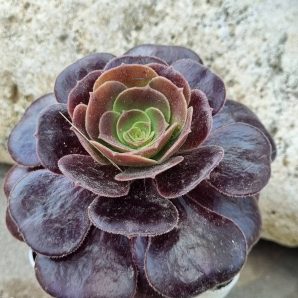 Aeonium Olimpo