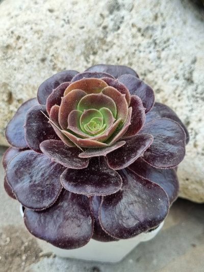 Aeonium Olimpo