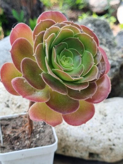 Aeonium Blashing Beauty - Зображення 2
