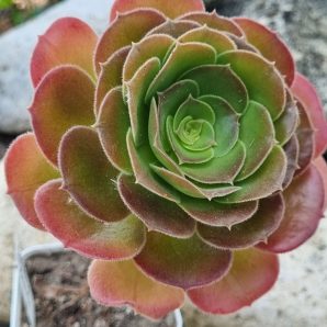 Aeonium Blashing Beauty