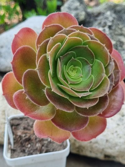 Aeonium Blashing Beauty