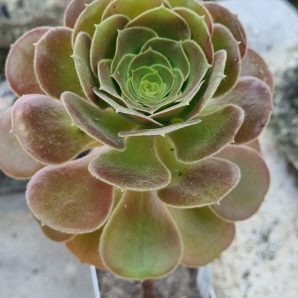 Aeonium Hallowen