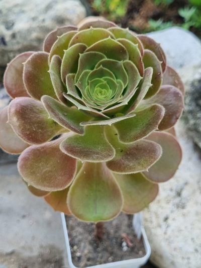 Aeonium Hallowen