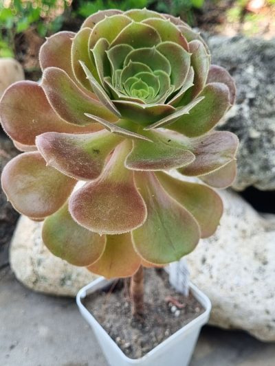 Aeonium Hallowen - Зображення 2