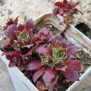 Aeonium Cornich tribute