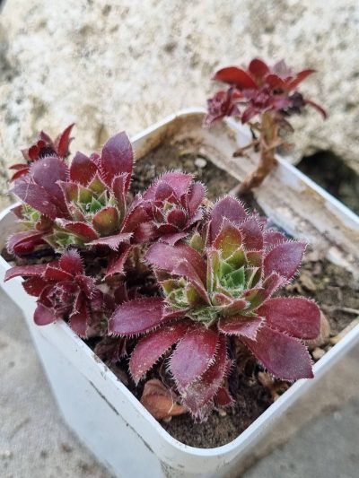 Aeonium Cornich tribute