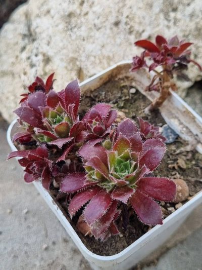 Aeonium Cornich tribute - Зображення 2