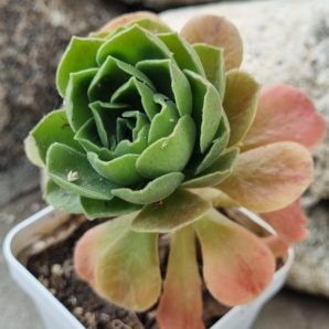 Aeonium Goblin
