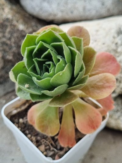 Aeonium Goblin