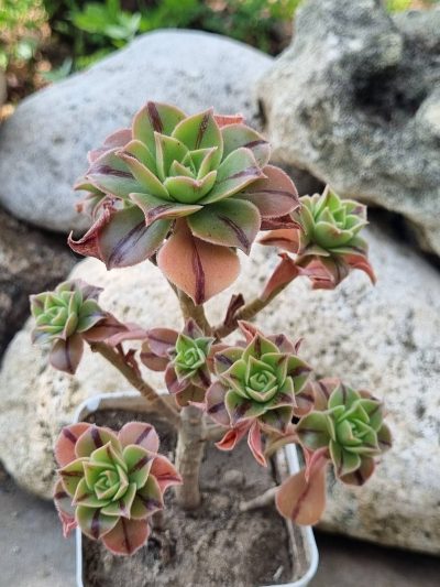 Aeonium Leucoblepharum - Зображення 2