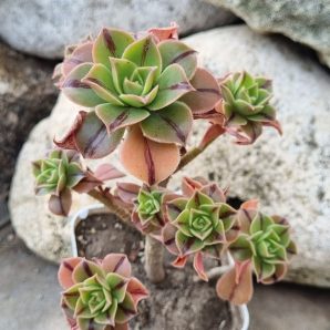 Aeonium Leucoblepharum