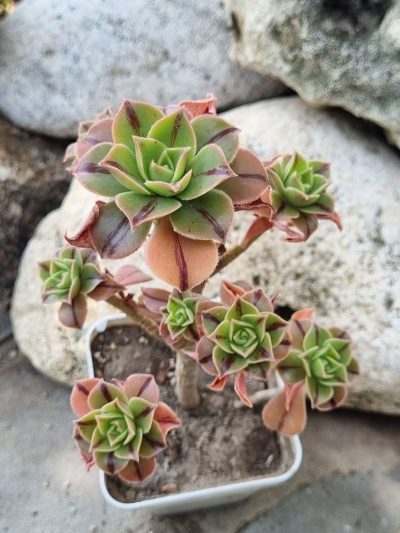 Aeonium Leucoblepharum