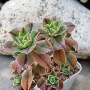 Aeonium Leucoblepharum