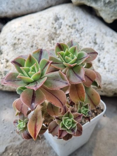 Aeonium Leucoblepharum
