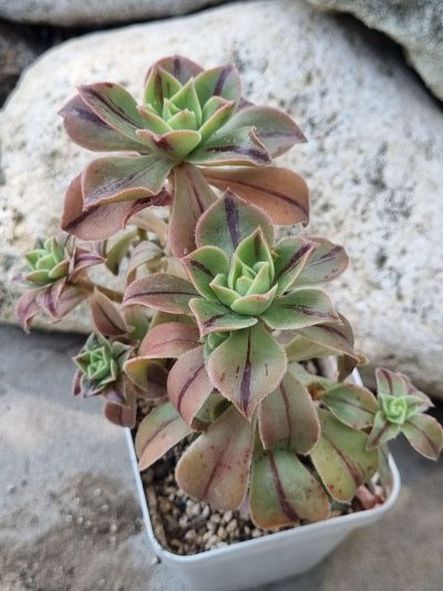 Aeonium Leucoblepharum - Зображення 2