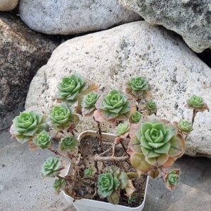 Aeonium Mascaense