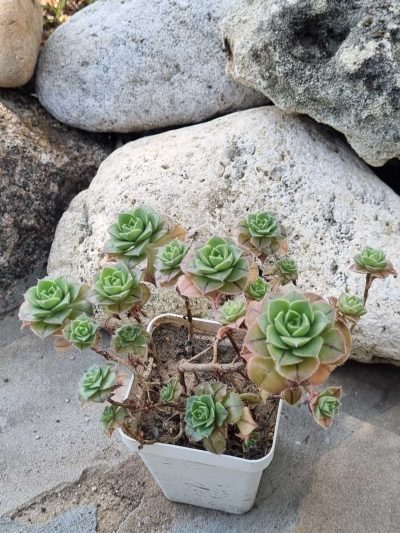Aeonium Mascaense