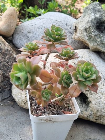 Aeonium Bronze medal - Зображення 2