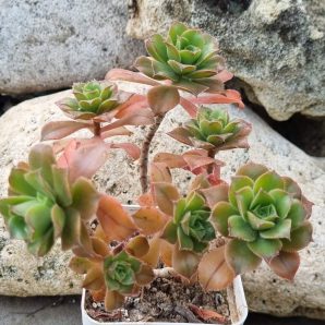 Aeonium Bronze medal