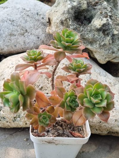 Aeonium Bronze medal