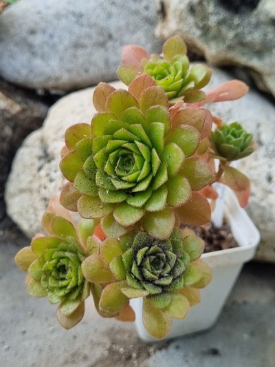 Aeonium Cupcake - Зображення 2