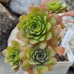 Aeonium Cupcake