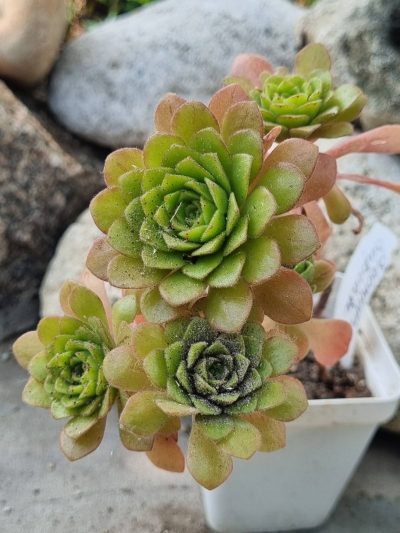 Aeonium Cupcake