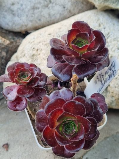Aeonium Cornich rose - Зображення 2