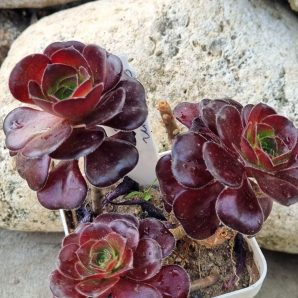 Aeonium Cornich rose