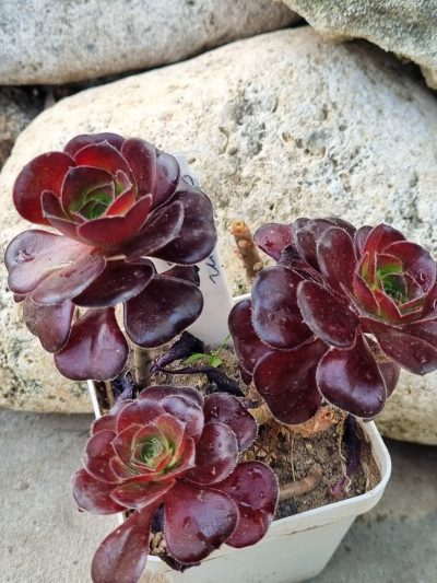 Aeonium Cornich rose