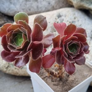 Aeonium Hallowen