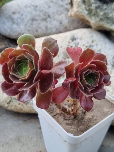 Aeonium Hallowen