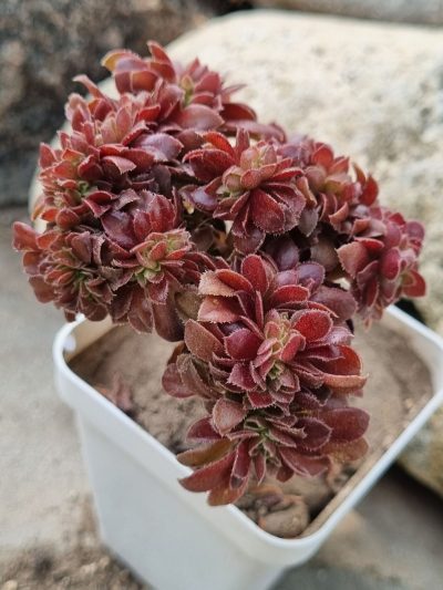 Aeonium Hallowen cristata - Зображення 2