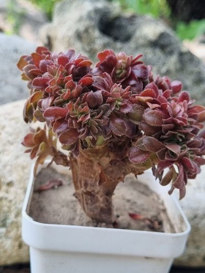 Aeonium Hallowen cristata - Зображення 3