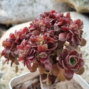 Aeonium Hallowen cristata