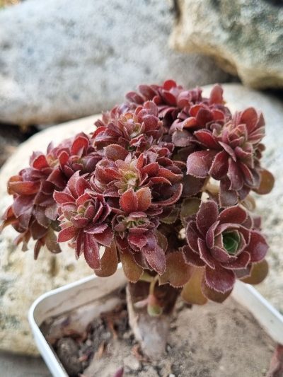 Aeonium Hallowen cristata