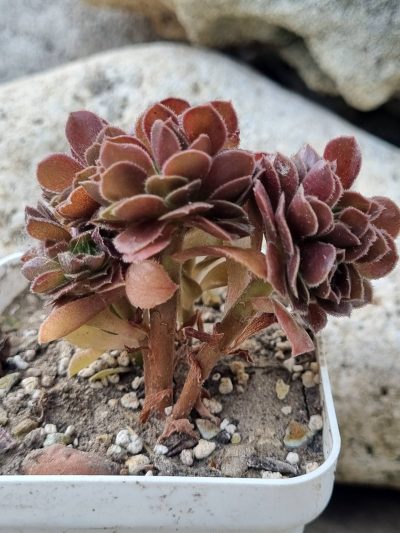 Aeonium Hallowen cristata - Зображення 2