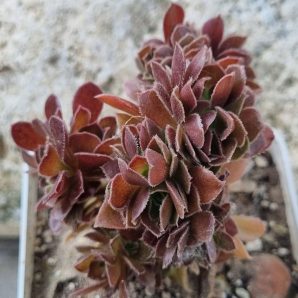 Aeonium Hallowen cristata
