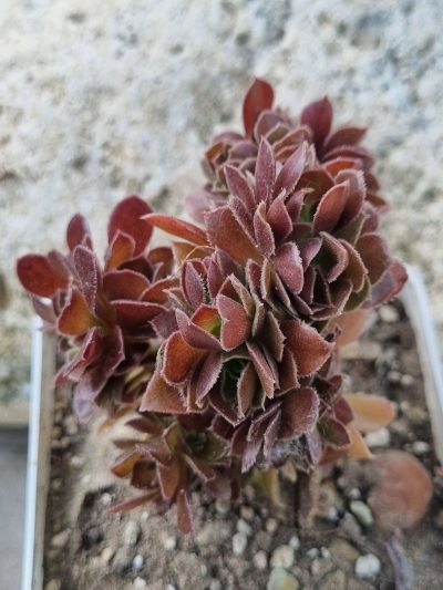 Aeonium Hallowen cristata