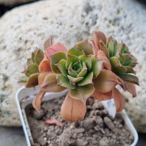 Aeonium Bronze medal