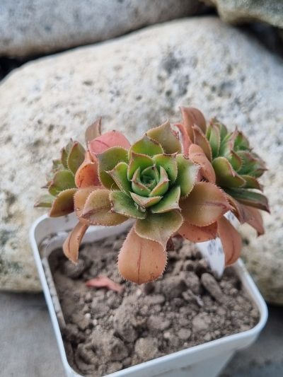 Aeonium Bronze medal