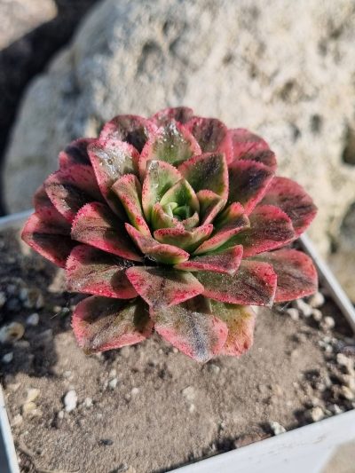 Aeonium Bronze medal var - Зображення 2