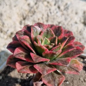 Aeonium Bronze medal var