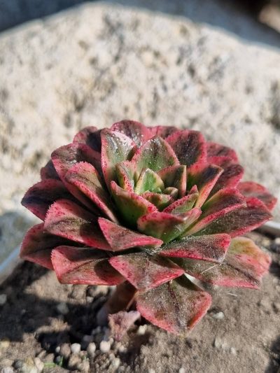 Aeonium Bronze medal var