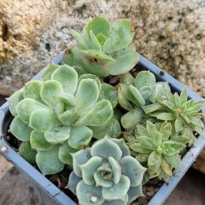 Набір сукулентів (Echeveria)