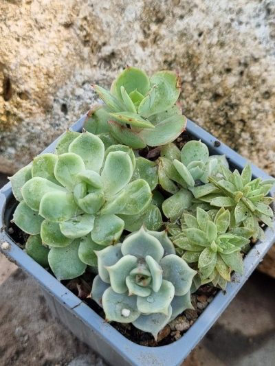 Набір сукулентів (Echeveria)
