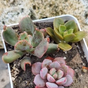 Набір сукулентів (Echeveria)