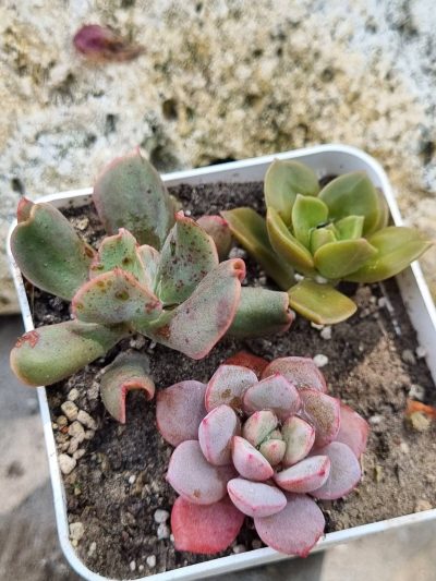 Набір сукулентів (Echeveria)