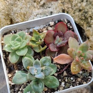 Набір сукулентів (Echeveria)